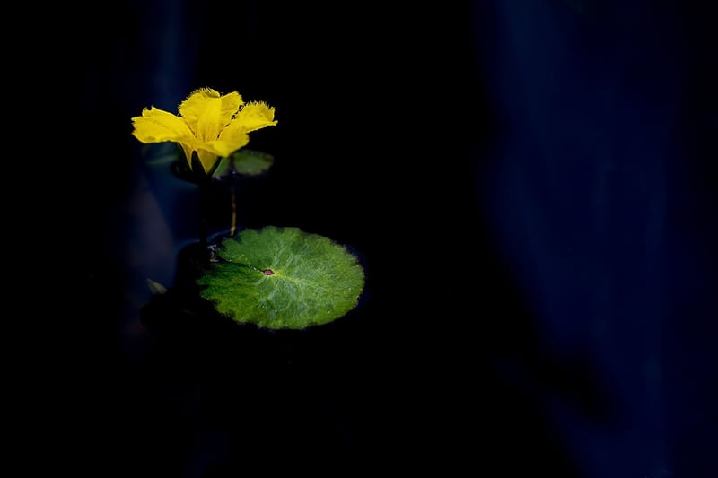 Lotus flower